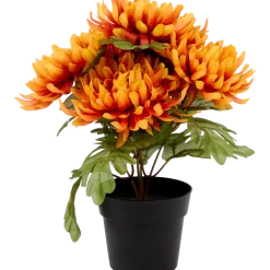 Chrysanthème en pot Excellent Flowers | Action FR