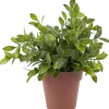 Plante aromatique dans pot | Action FR