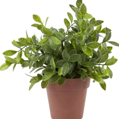 Plante aromatique dans pot | Action FR